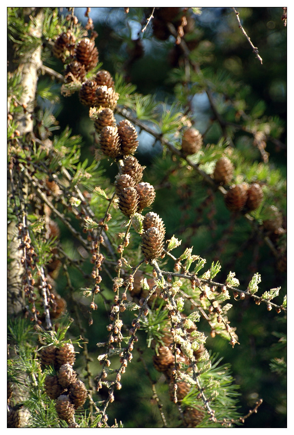 Larch cones