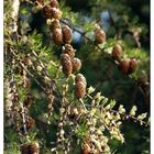 Larch cones