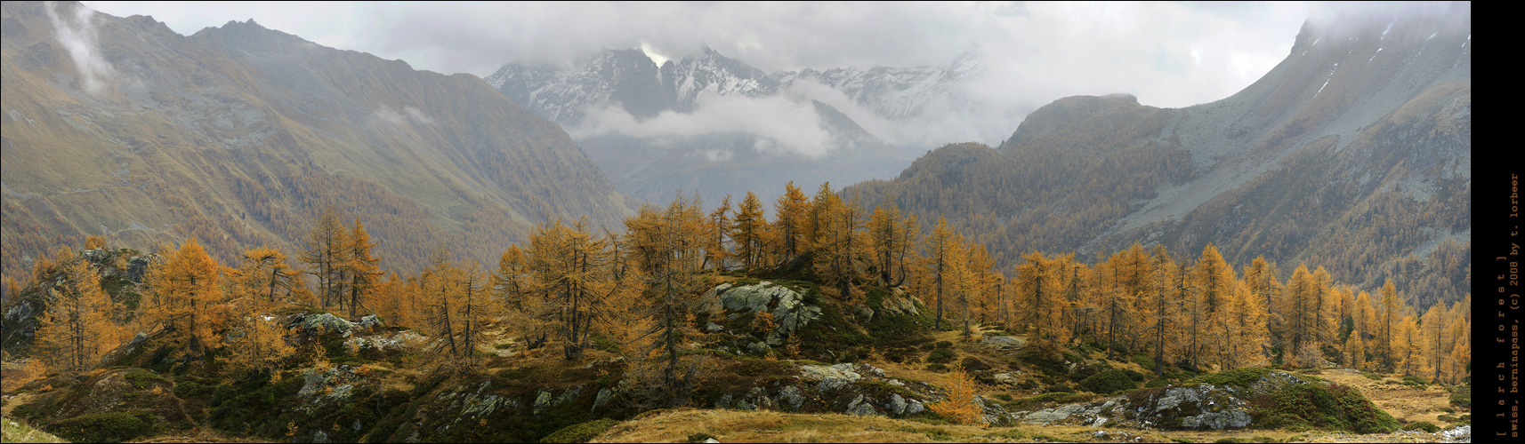 [ larch forest ]