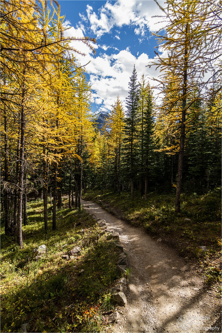 larch forest