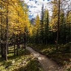 larch forest