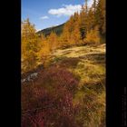 [ larch forest ]