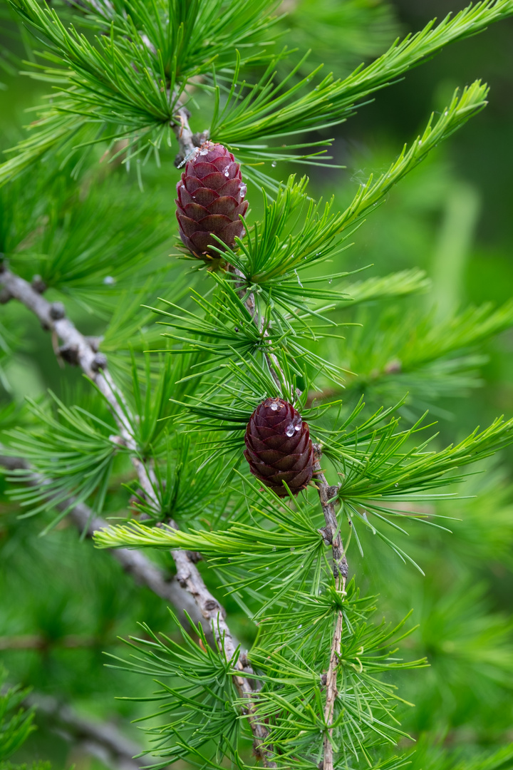 "Larch  in Spring"