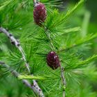 "Larch  in Spring"