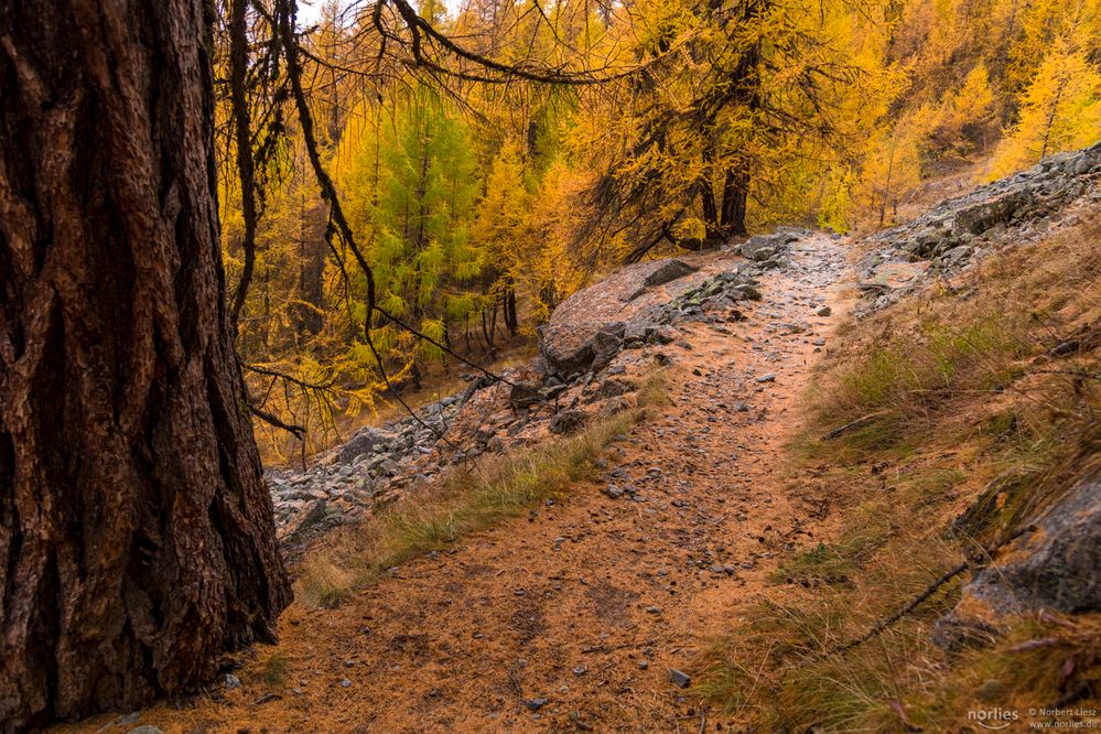 larch path