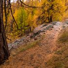 larch path