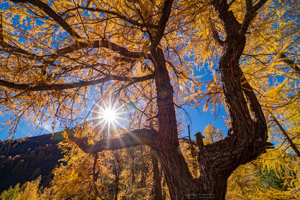 larch sunstar