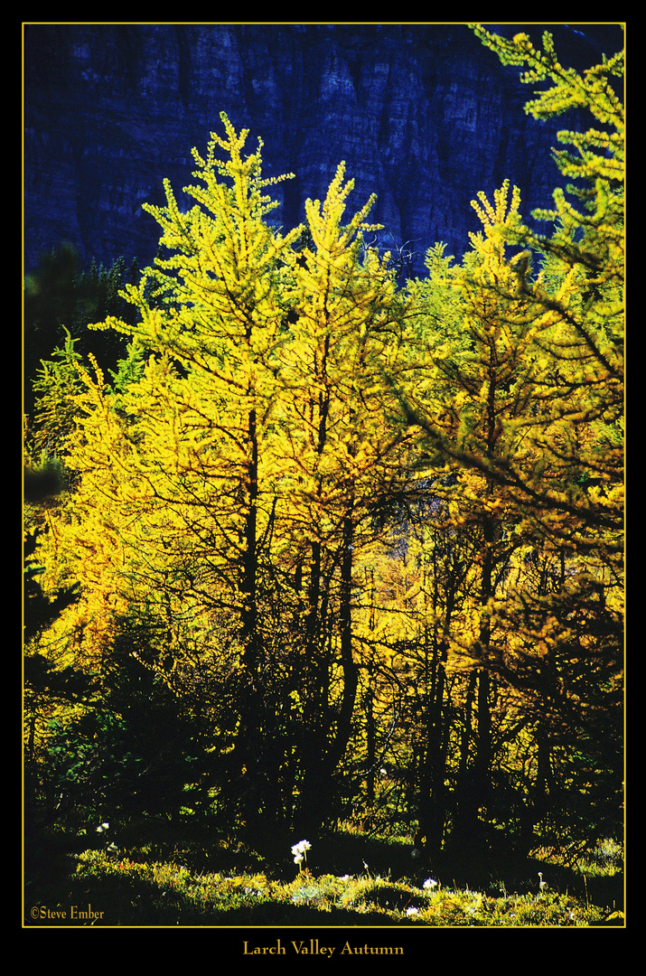 Larch Valley Autumn