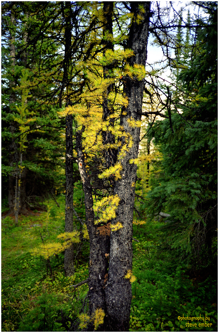 Larch Valley Autumn - Larch Valley Trail