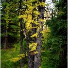 Larch Valley Autumn - Larch Valley Trail