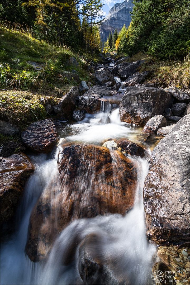 larchforest creek