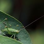 Larfe gepunktete Prachtschrecke