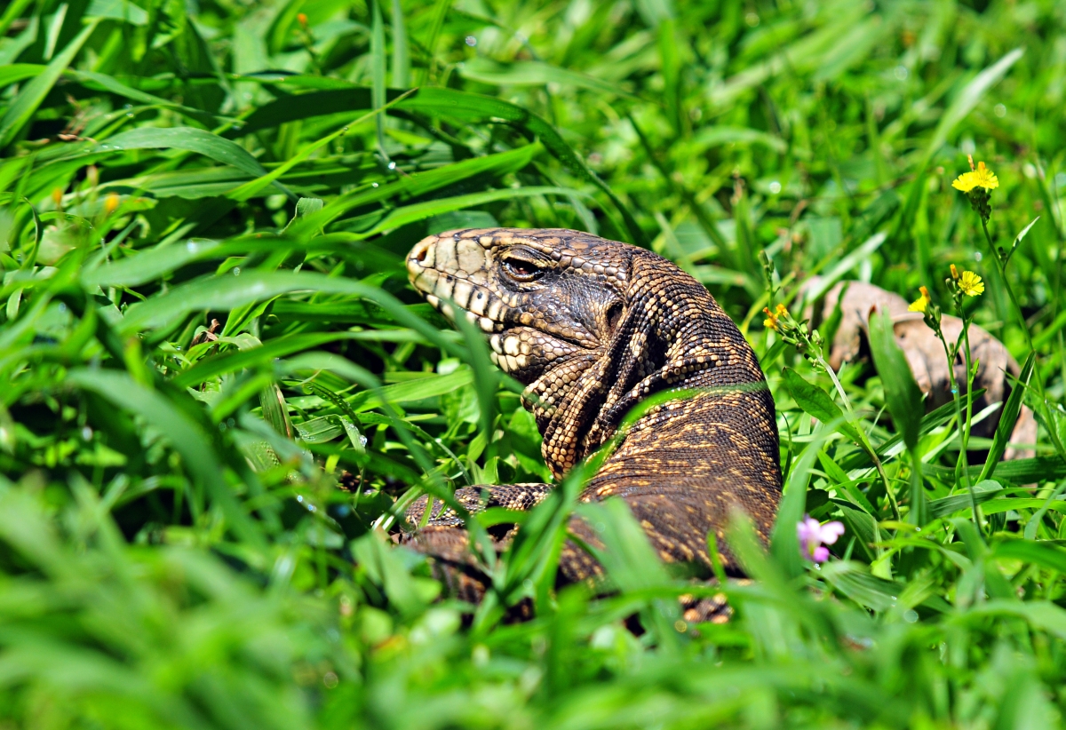 Largarto nas Cataratas