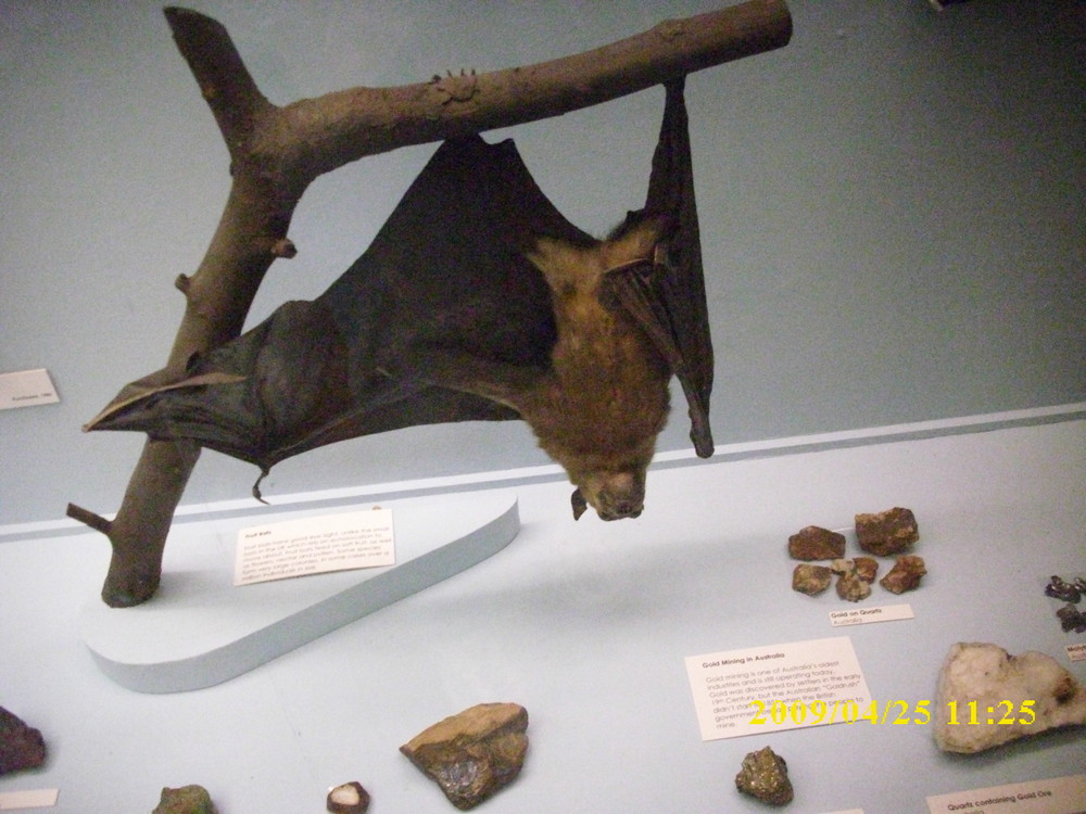 large bat upside down