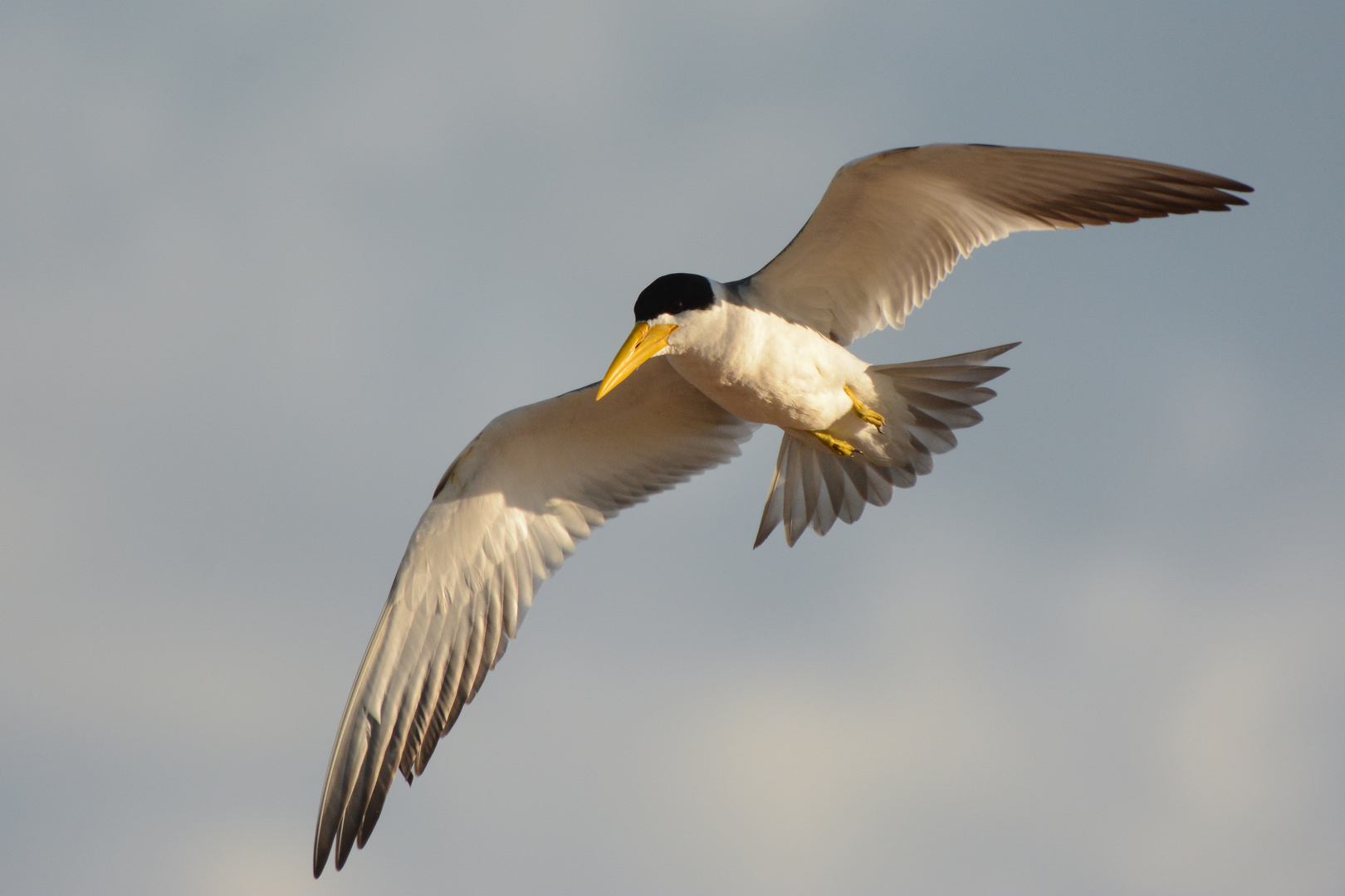 Large-billed tern