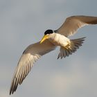 Large-billed tern