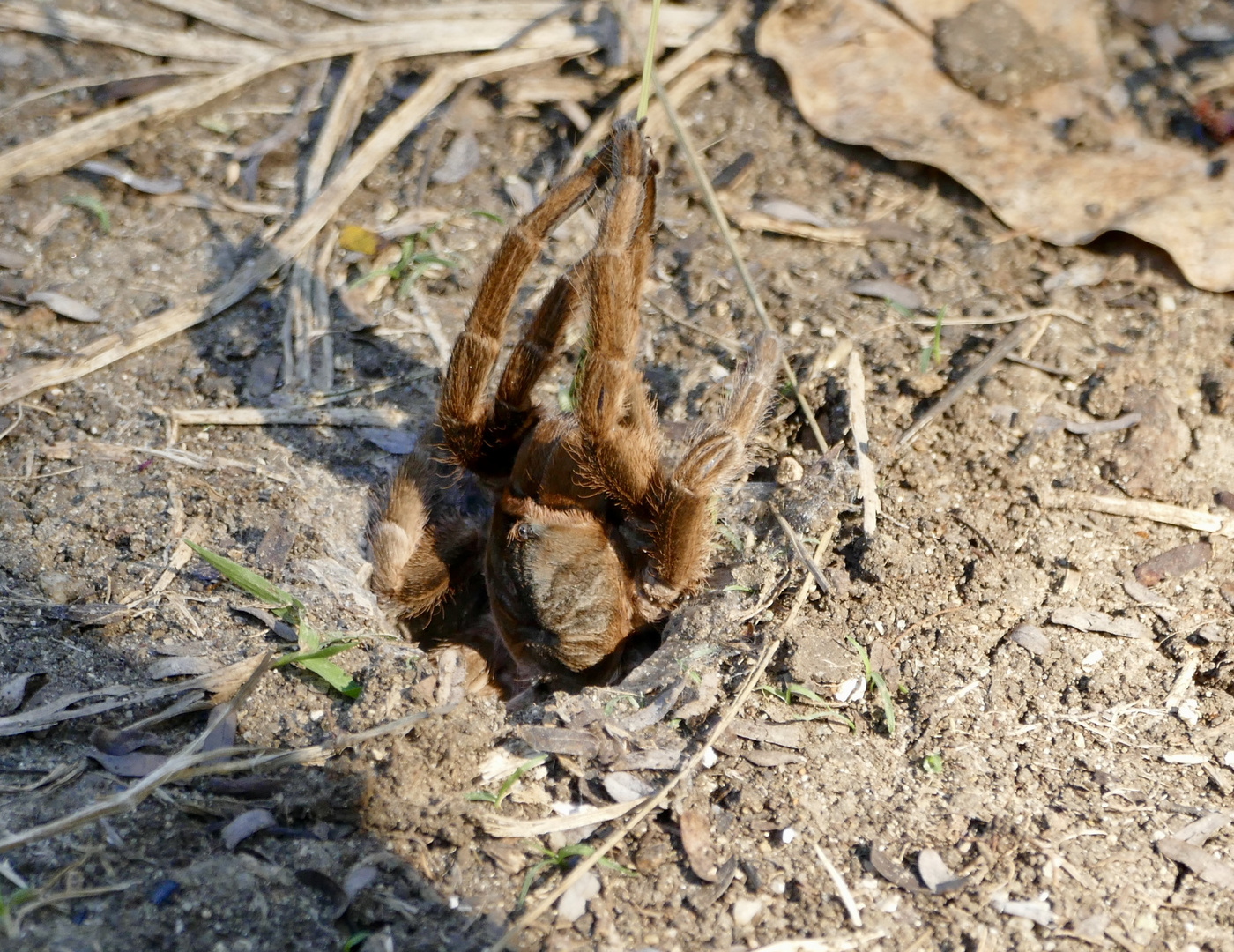 Large Brown Spider