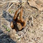 Large Brown Spider