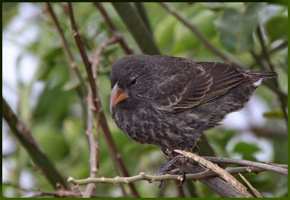 Large Cactus Finch