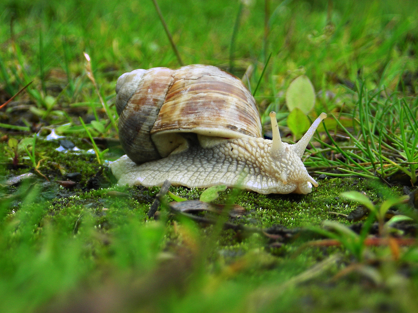 Large garden snail