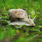 Large garden snail