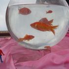 large goldfishes.. :-)