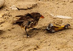 Large Ground Finch, Nr. 2 der Darwin Finken. DSC_0202