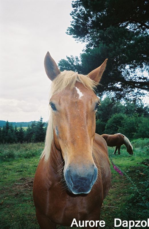 Large horse