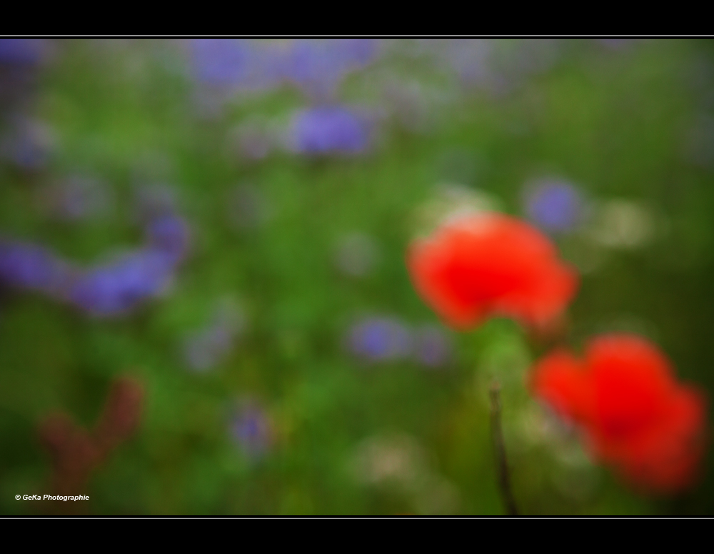 Large Poppies