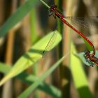 Large Red Damselflies