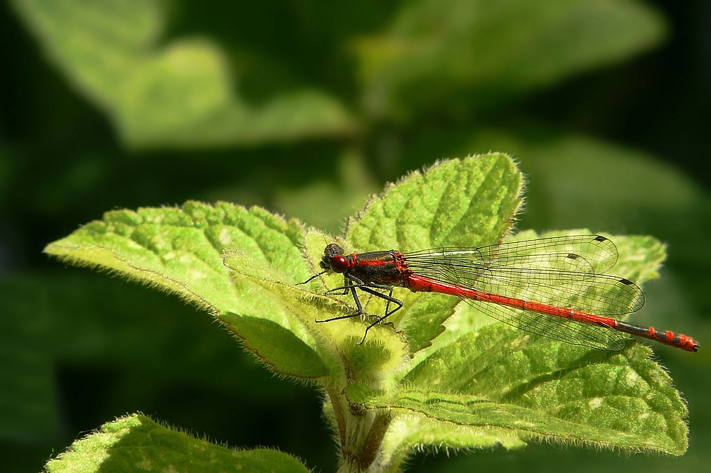 Large Red Damselfly