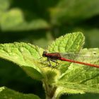 Large Red Damselfly