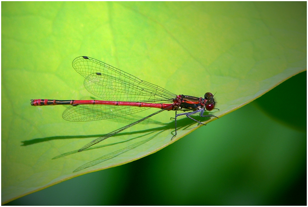 Large Red Damselfly