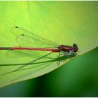 Large Red Damselfly