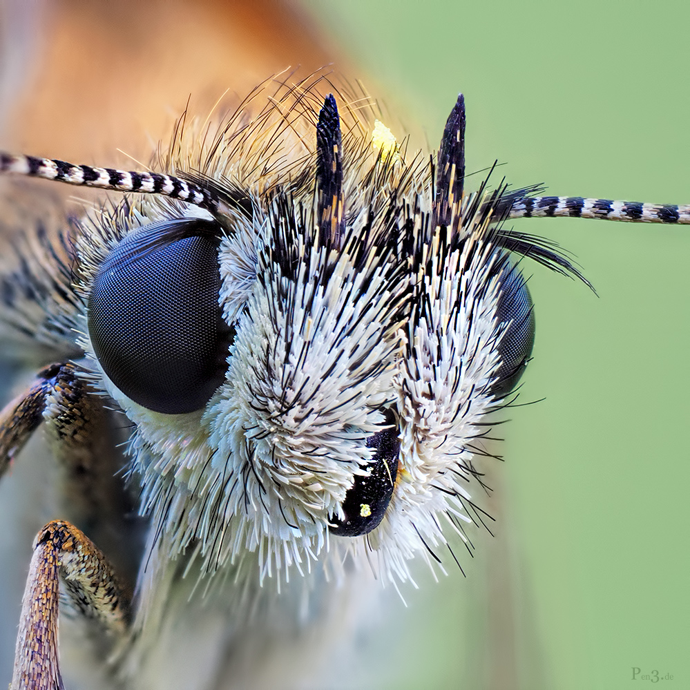 Large Skipper