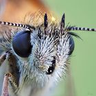 Large Skipper