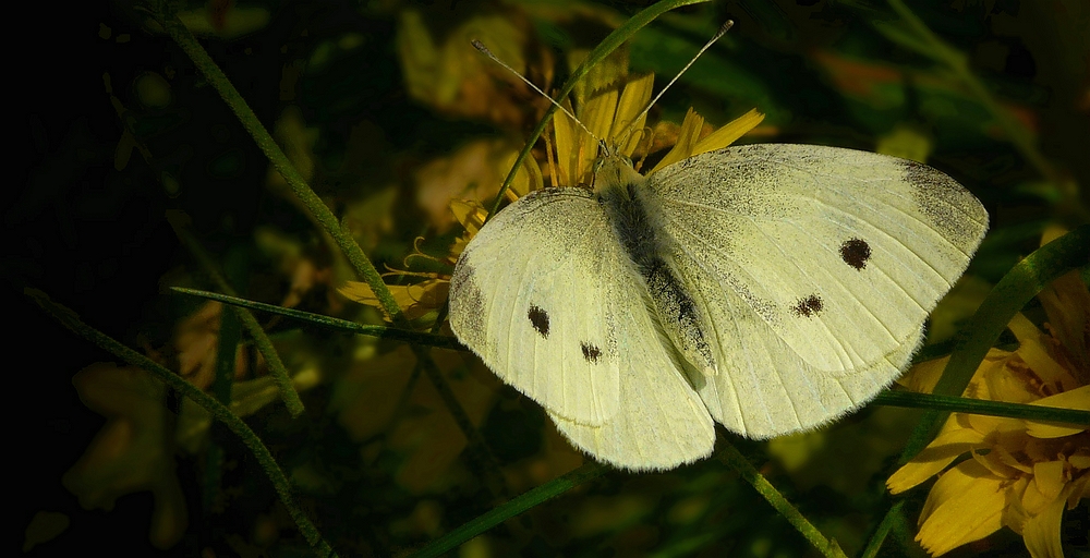 Large White