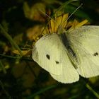 Large White