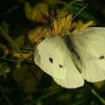 Large White