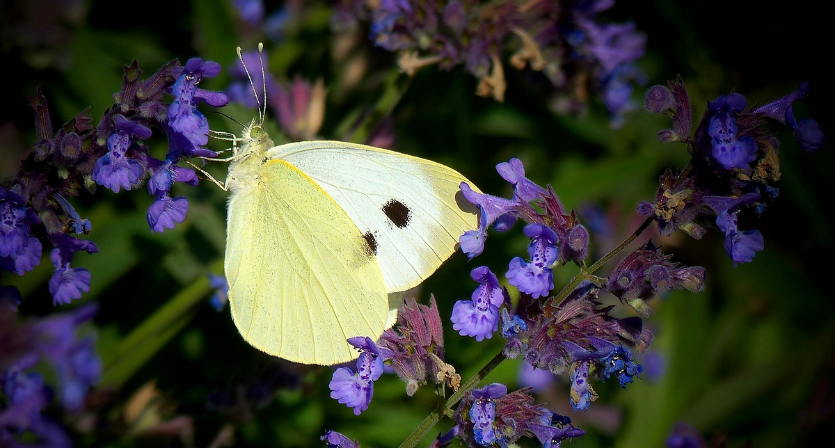 Large White 