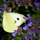 Large White 