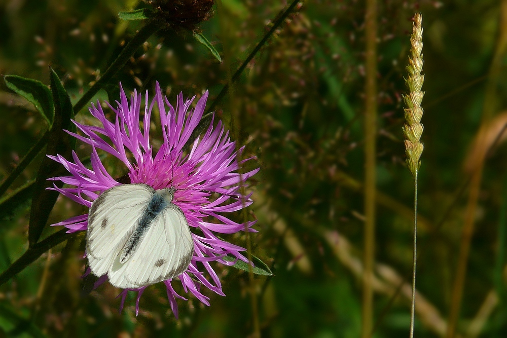 Large White