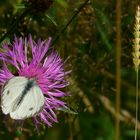 Large White