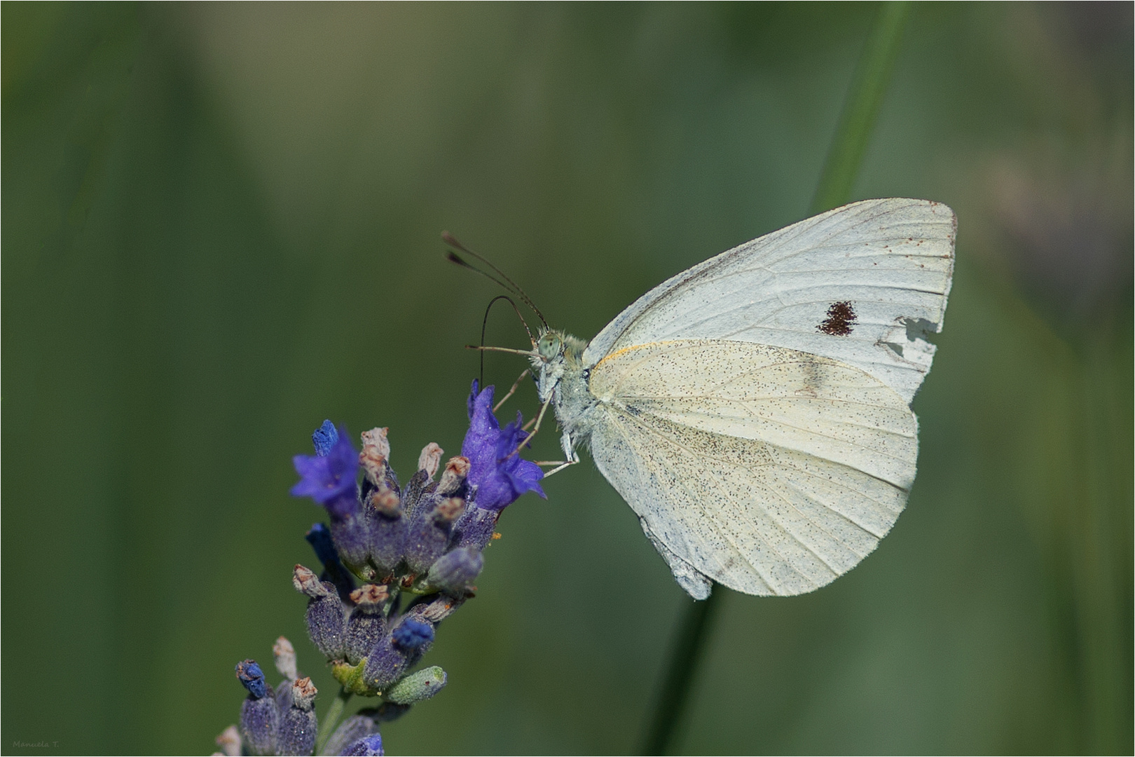 Large white