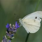 Large white