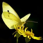 Large White