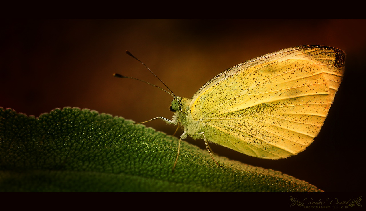 Large white