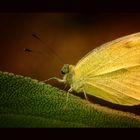 Large white