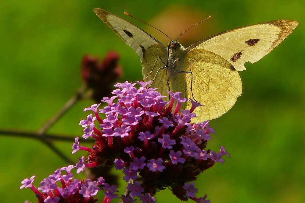 Large White butterfly