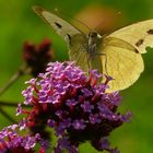 Large White butterfly